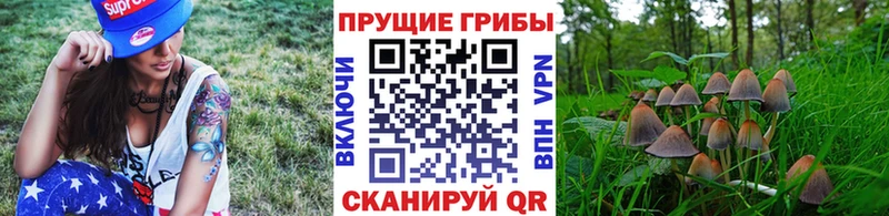Галлюциногенные грибы Cubensis  купить наркотик  Шилка 